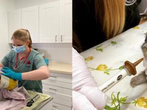 Dr. Sayrah Gilbert examining a patient with one of Wildlife Haven's shift supervisors. The centre takes in hundreds of baby bunnies every year which are fed with a specialized nipple and syringe.