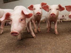 On January 23, Ritchot council addressed an application made by Paul Loeppky of Red Plain Farms Ltd. Loeppky’s request was to expand his existing hog livestock operation, located approximately two miles south of Niverville, from the 2,500 animals he currently raises to 5,000 animals.  