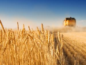 Do you have food on your table today? If the answer is yes, thank a farmer.