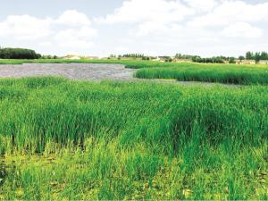 The bioremediated lagoon in Niverville