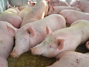 PEDv on the Rise in Southern Manitoba