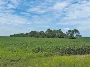 Fields of summer crops stretch into the distance around Niverville