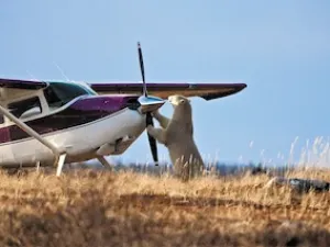 A close encounter with a polar bear in the Canadian Arctic