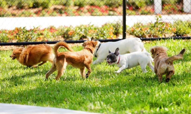 Niverville and area pet owners have waited a long time for the return of their beloved off-leash dog park. The wait isn’t over yet, but the end may finally be in sight.