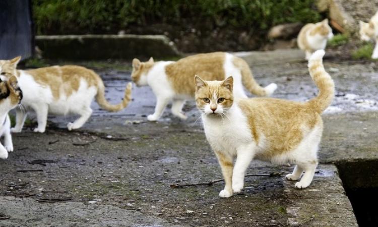 Depending on who you ask, the Town of Niverville may have a cat problem. A multitude of feral cats roam free in the area, much to the delight of some and the chagrin of others.