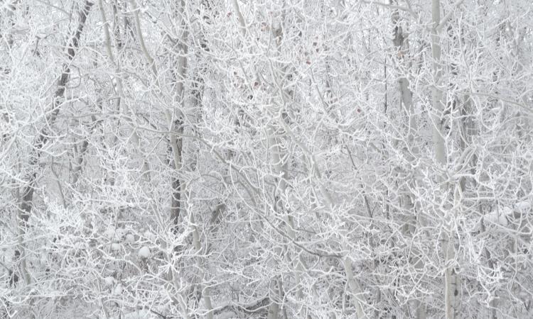 New Bothwell is hosting its annual Winter Carnival this weekend, with events kicking off on Friday evening at the town’s recreation centre.