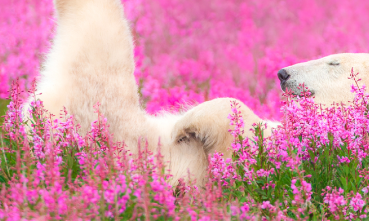 A polar bear lounges in a field of fireweed.