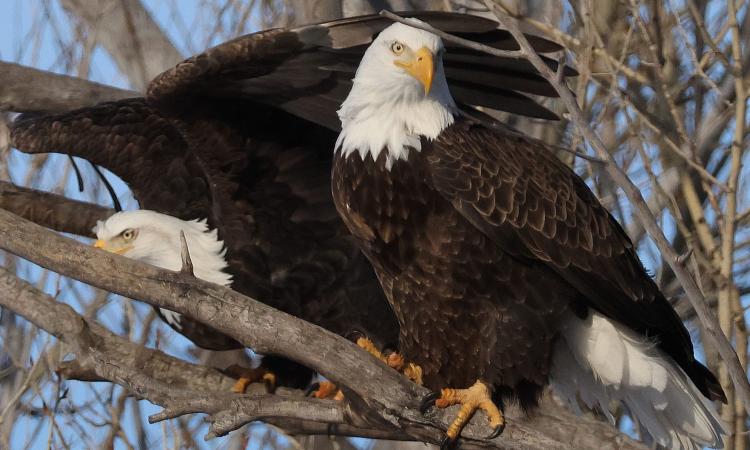 The bald eagle in its natural habitat.