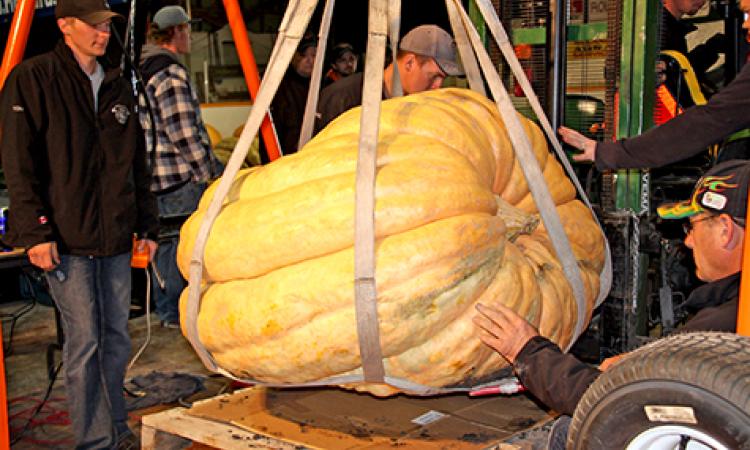 Huge pumpkins draw a crowd at the weigh-off