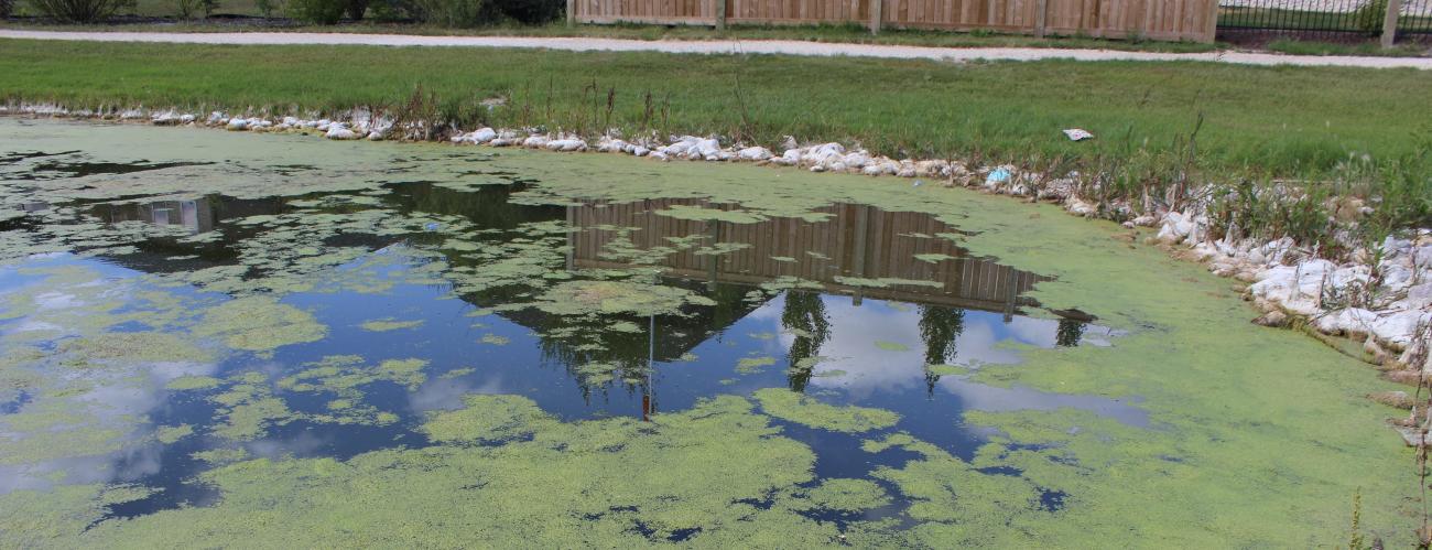Duckweed growth on the surface of a lake in Fifth Avenue Estates.