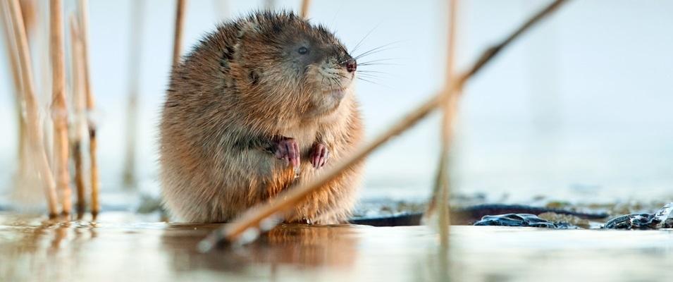 Niverville’s town council has become aware of a new problem in the lakes of local developments—muskrats.