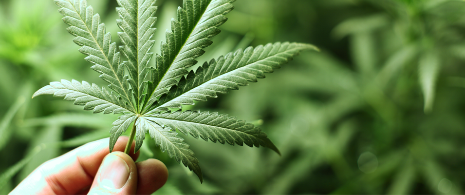 On March 22, the provincial government issued a press release naming Niverville as one of seven rural communities pinpointed for cannabis retail.