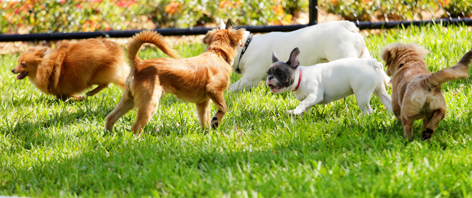 One resident of Niverville is hoping that this summer will see a series of upgrades to the Niverville Dog Park.