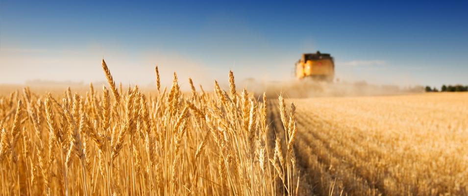 Do you have food on your table today? If the answer is yes, thank a farmer.