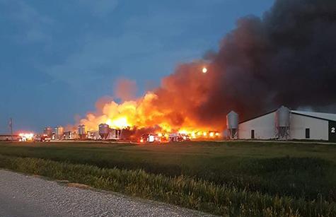 Barns burn at Hespeler Hog Farms near New Bothwell