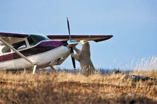 A close encounter with a polar bear in the Canadian Arctic