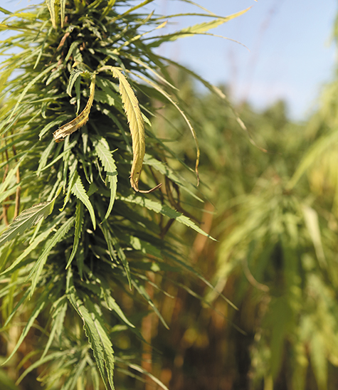 Mh Hemp Field Shots 2013 09 002