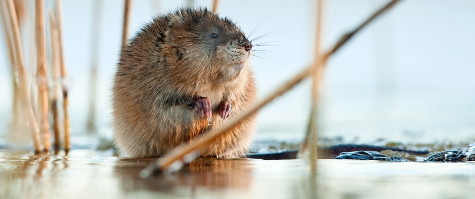 Muskrats