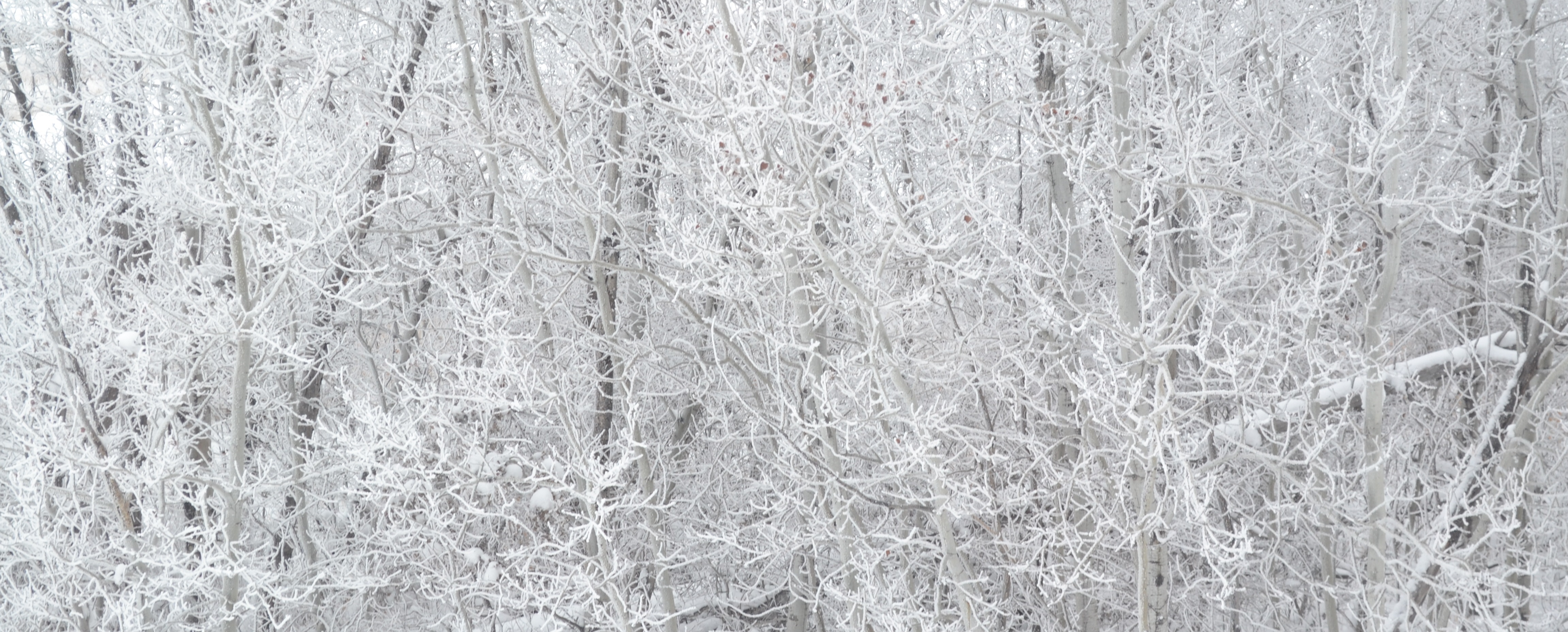 Winter Trees Cropped