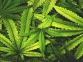 Cannabis Crop
