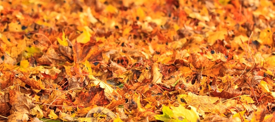Fall Leaves Crop