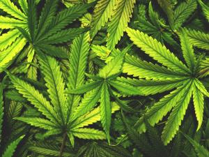 For the first time since cannabis was legalized in 2018, adult recreational users in Manitoba will have the green light to grow their own plants for personal use.