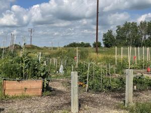 The Niverville Community Gardens.