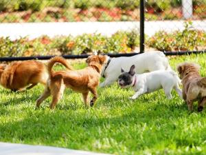 Niverville and area pet owners have waited a long time for the return of their beloved off-leash dog park. The wait isn’t over yet, but the end may finally be in sight.