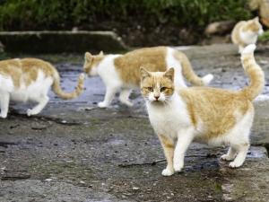 Depending on who you ask, the Town of Niverville may have a cat problem. A multitude of feral cats roam free in the area, much to the delight of some and the chagrin of others.