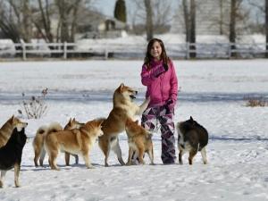 A Shibu Inu dog-breeding kennel near St. Adolphe will not be allowd to expand their operation.
