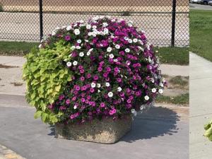 The plants along Main Street in Niverville have progressively benefited from the installation of self-watering systems.