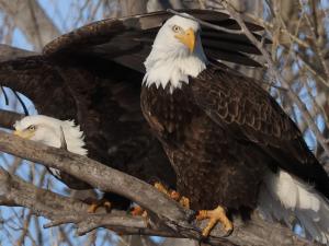 The bald eagle in its natural habitat.