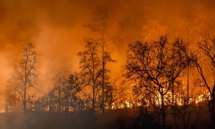 Across the nation, 2023 marked an unprecedented year for wildfires.