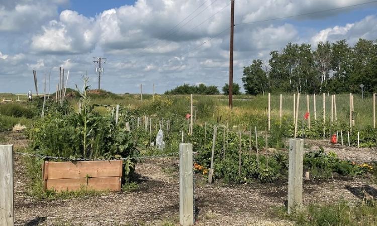 The Niverville Community Gardens.