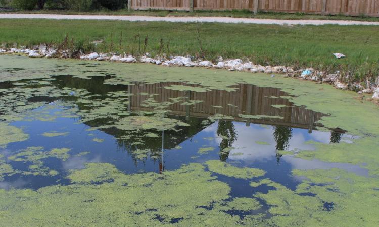 Duckweed floating on the surface of the lakes in Fifth Avenue Estates leaves.