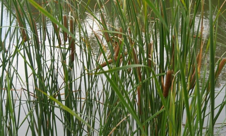 Niverville's town council has decided to plant cattails along the shores of Fifth Avenue Estate's ponds to solve a host of water quality problems.