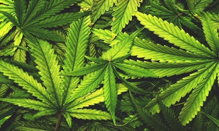 On the evening of December 15, Niverville’s town council approved a variance request and conditional use application submitted by Urban Flavours, a group of cannabis entrepreneurs who seek to open a cannabis store in Niverville.