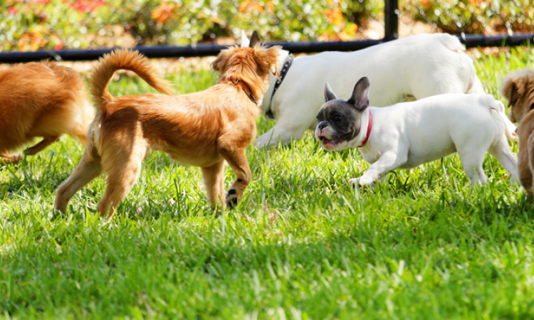 One resident of Niverville is hoping that this summer will see a series of upgrades to the Niverville Dog Park.