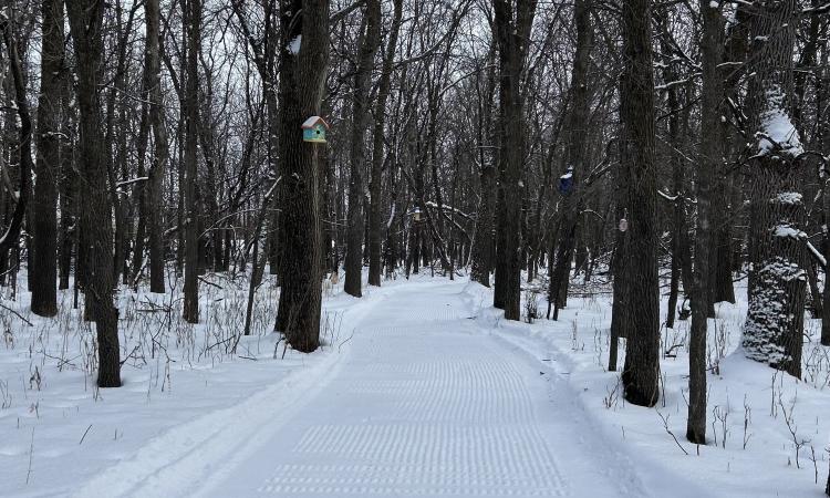 Baudry Trail, groomed for cross-country skiing.