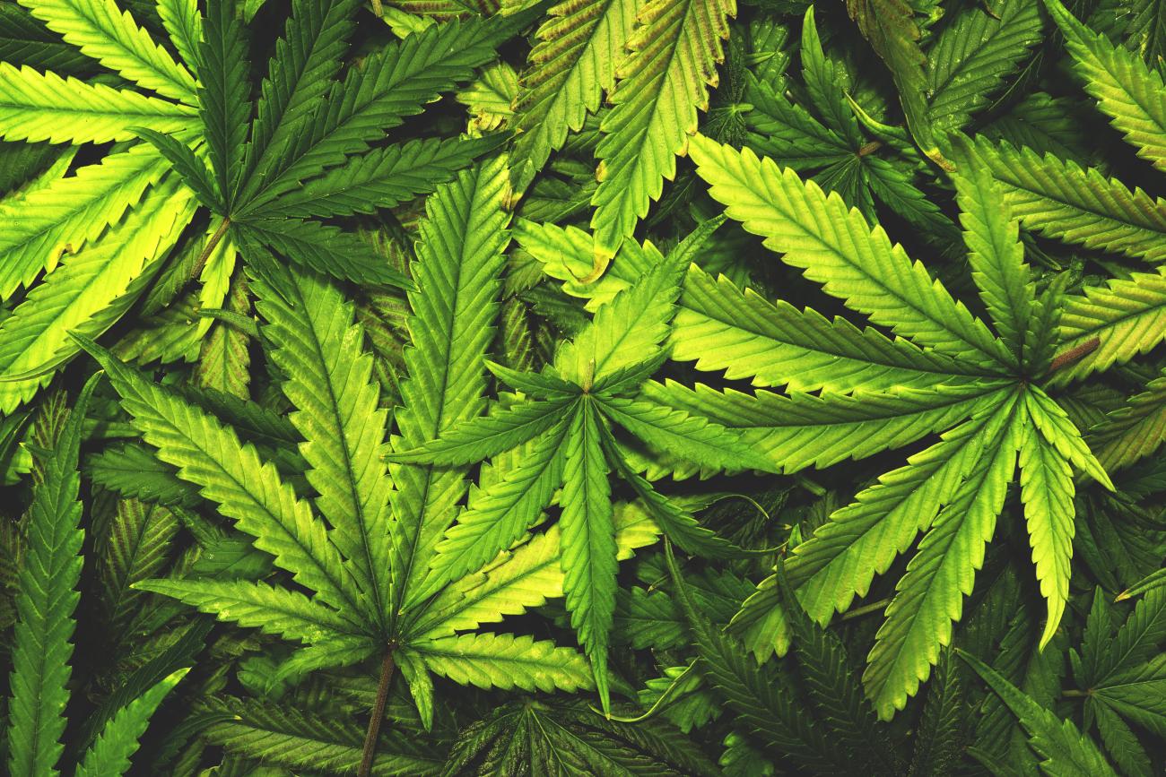 For the first time since cannabis was legalized in 2018, adult recreational users in Manitoba will have the green light to grow their own plants for personal use.
