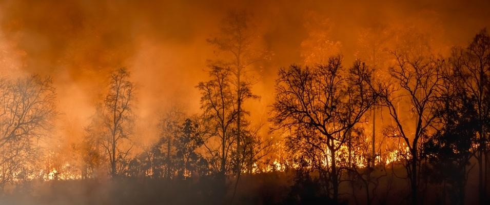 Across the nation, 2023 marked an unprecedented year for wildfires.