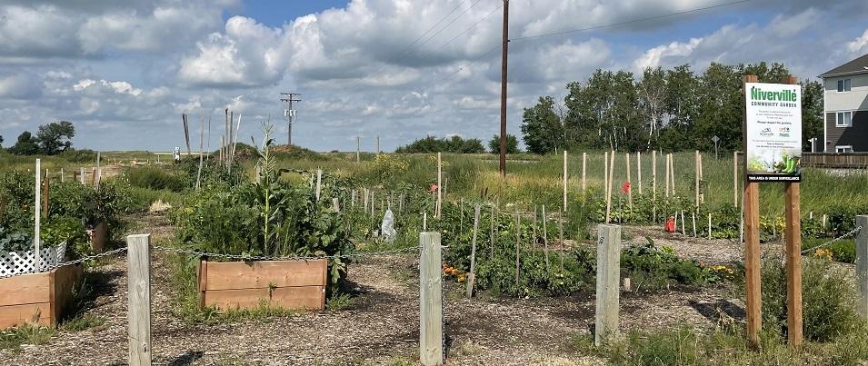 The Niverville Community Gardens.