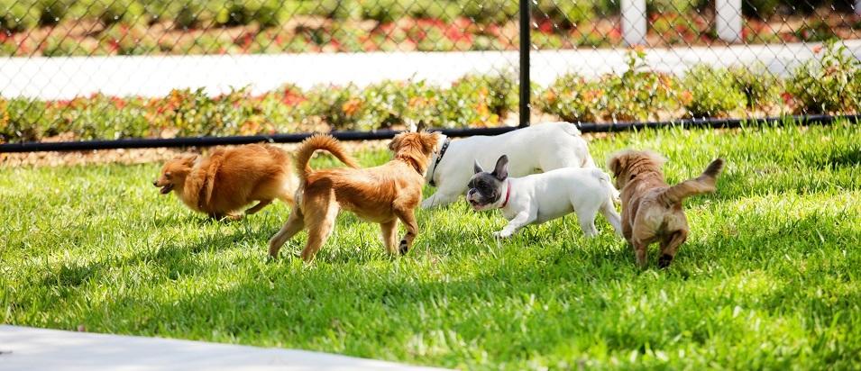 Niverville and area pet owners have waited a long time for the return of their beloved off-leash dog park. The wait isn’t over yet, but the end may finally be in sight.