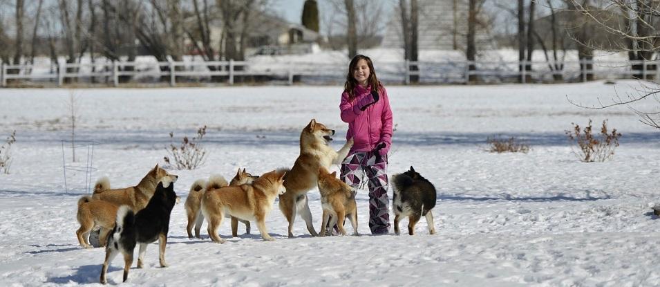 A Shibu Inu dog-breeding kennel near St. Adolphe will not be allowd to expand their operation.