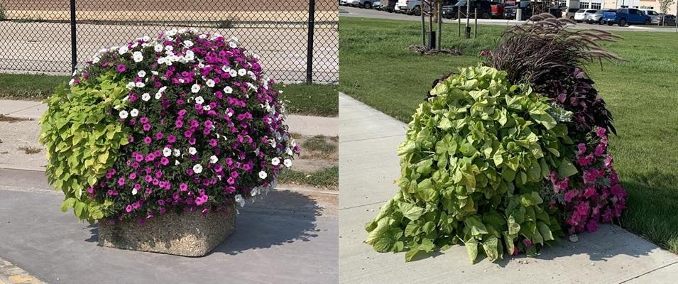 The plants along Main Street in Niverville have progressively benefited from the installation of self-watering systems.