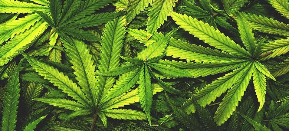 On the evening of December 15, Niverville’s town council approved a variance request and conditional use application submitted by Urban Flavours, a group of cannabis entrepreneurs who seek to open a cannabis store in Niverville.