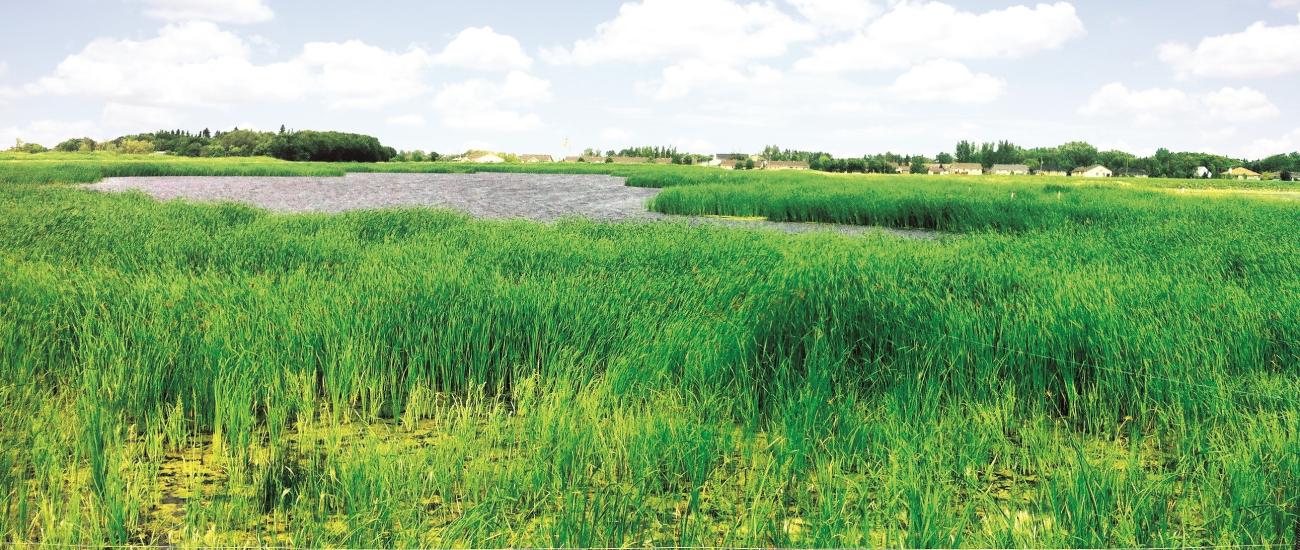 The remediated lagoon site in Niverville.