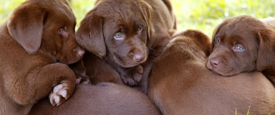  If you’re looking to incite passion among dog lovers, propose a dog-breeding operation in southeast Manitoba. 